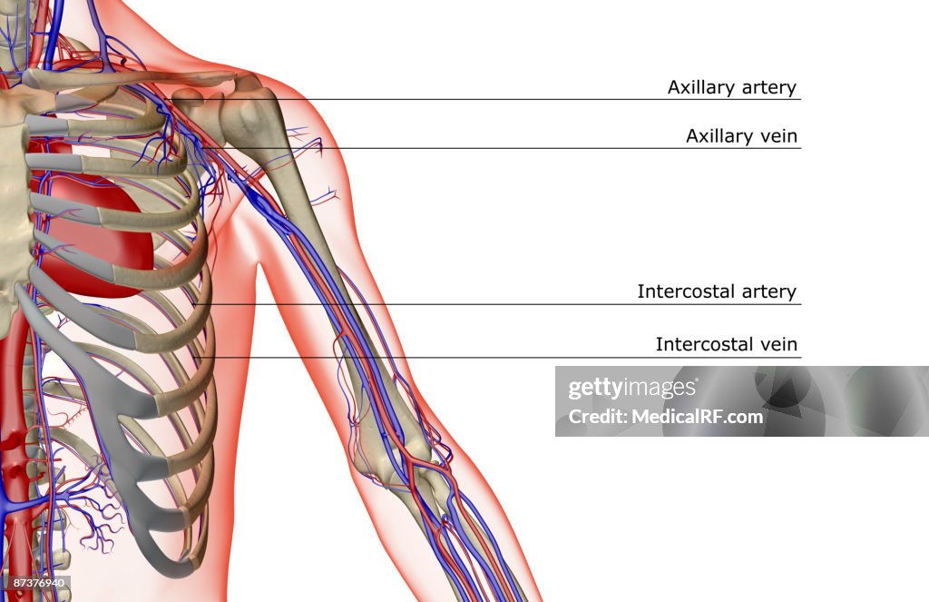 The blood supply of the shoulder and upper arm
