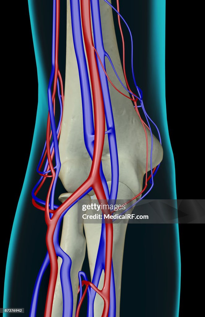 The blood supply of the elbow