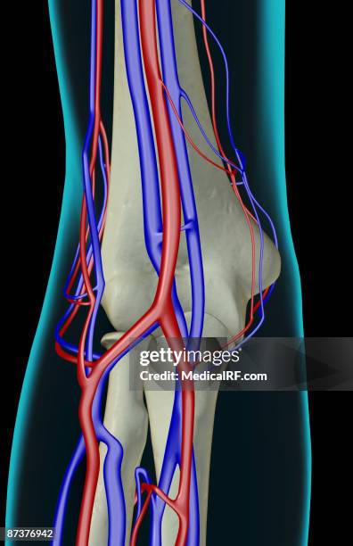 the blood supply of the elbow - elbow stock illustrations