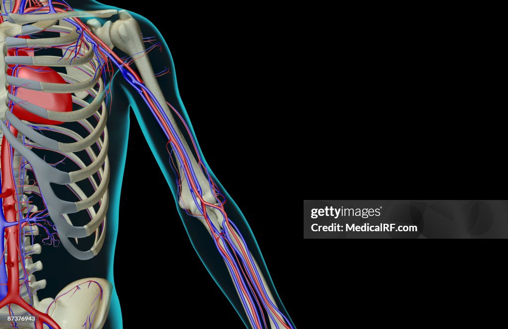 The blood supply of the upper limb