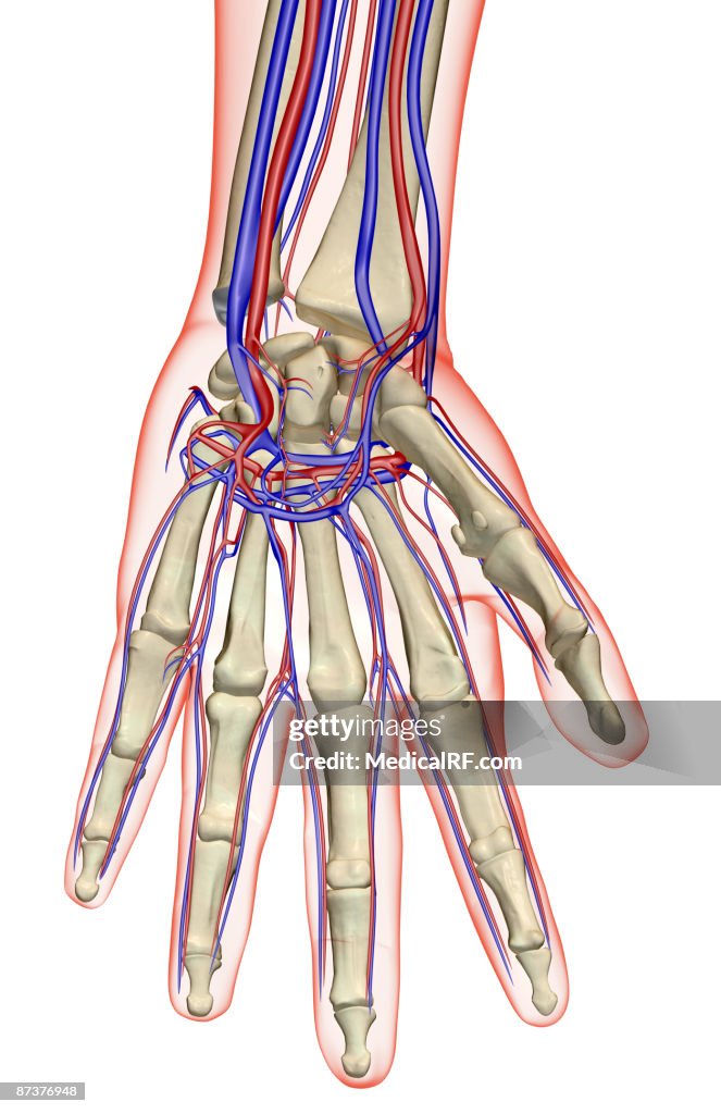 The blood supply of the hand