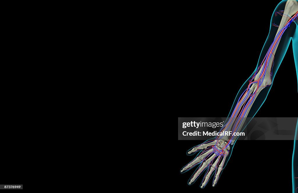 The blood supply of the upper limb
