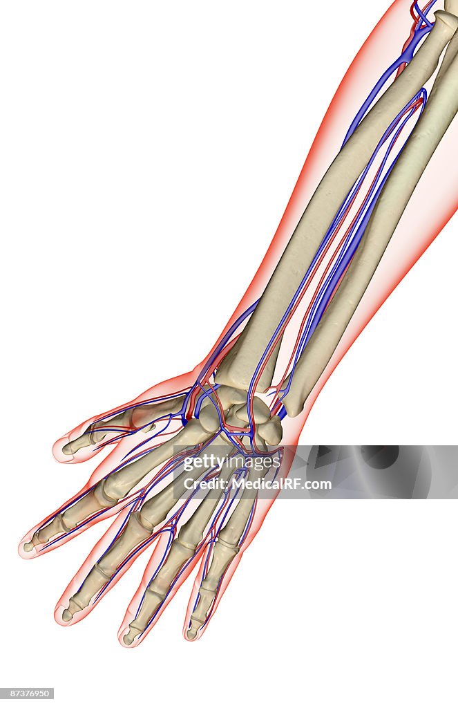 The blood supply of the forearm