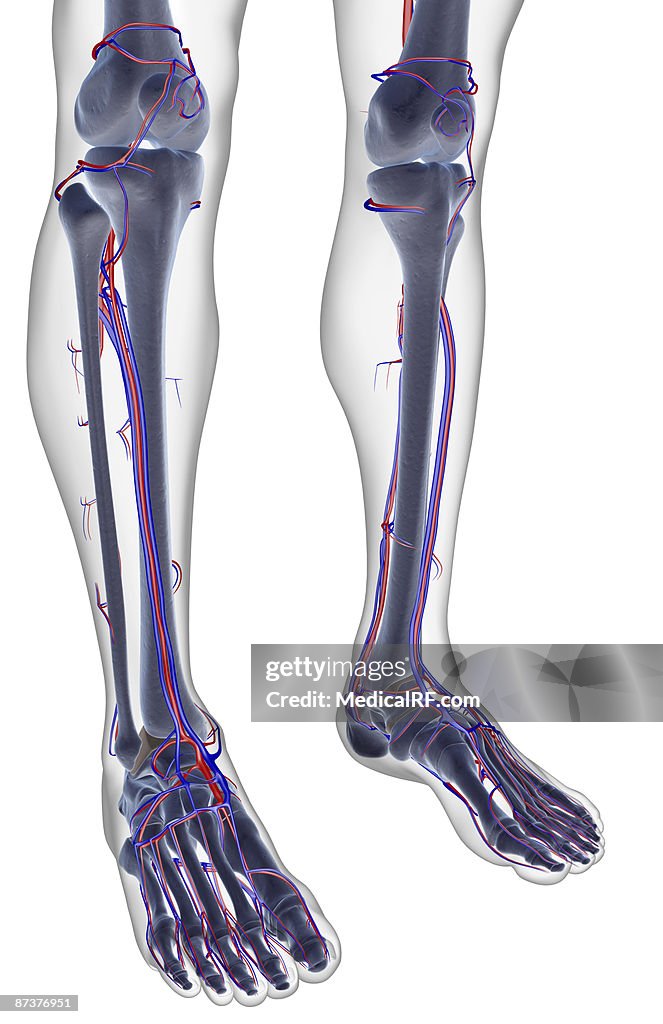 The blood supply of the leg