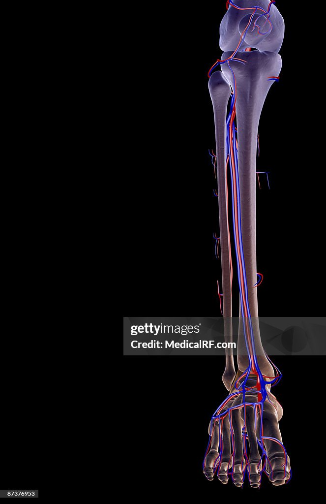 The blood supply of the leg