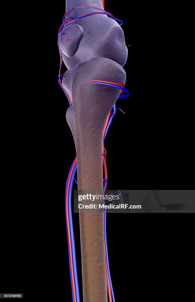 The blood supply of the knee