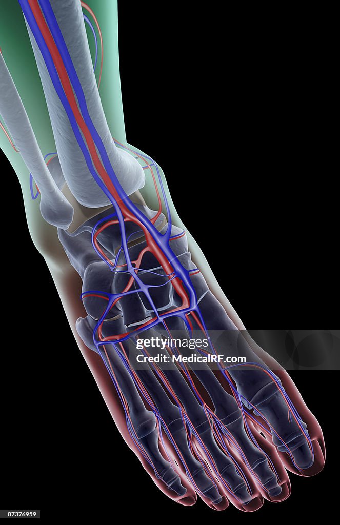 The blood supply of the foot