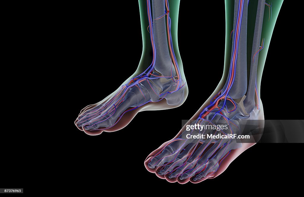 The blood supply of the feet