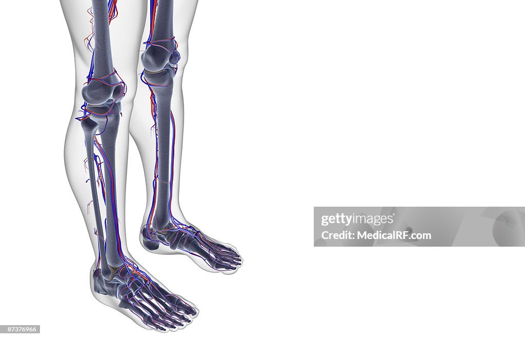 The blood supply of the leg