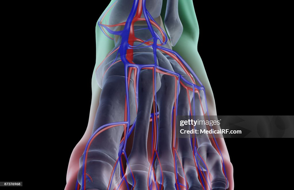 The blood supply of the foot