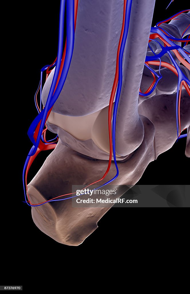 The blood supply of the foot