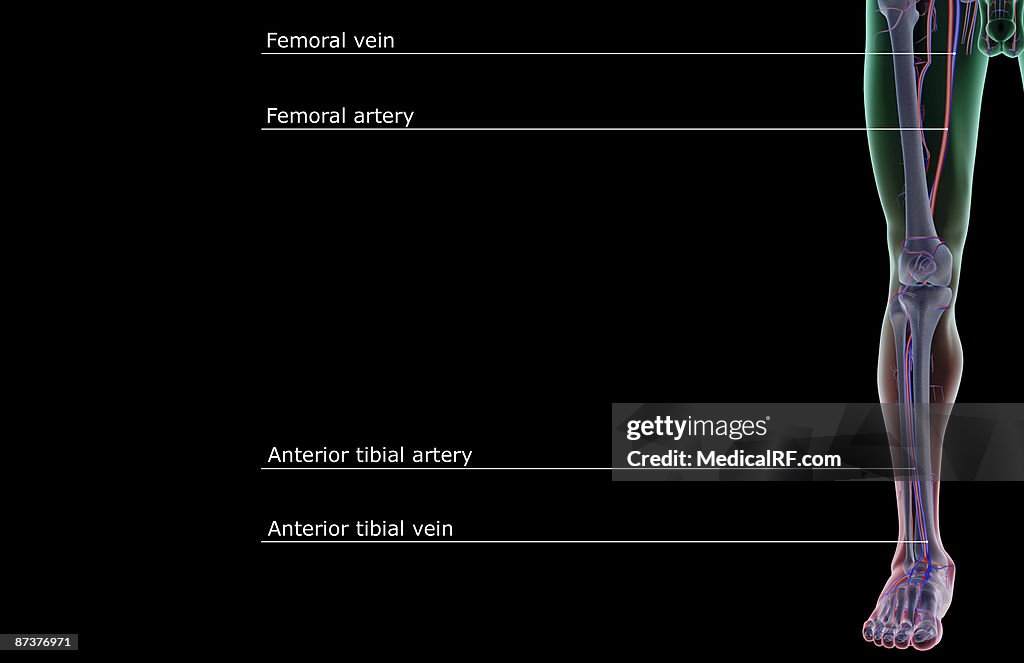 The blood supply of the lower limb
