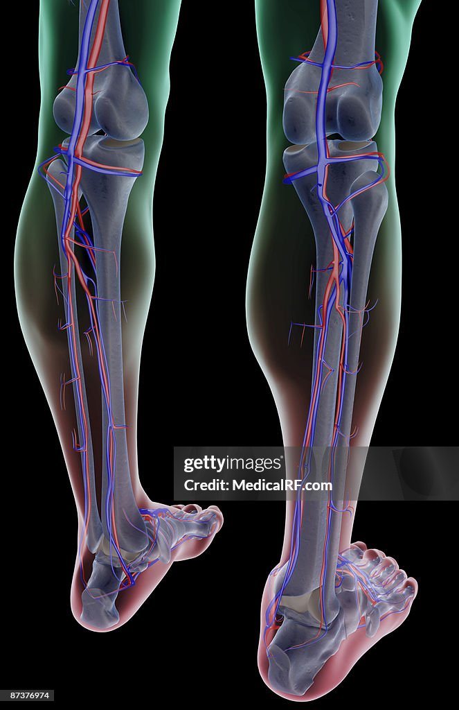 The blood supply of the leg