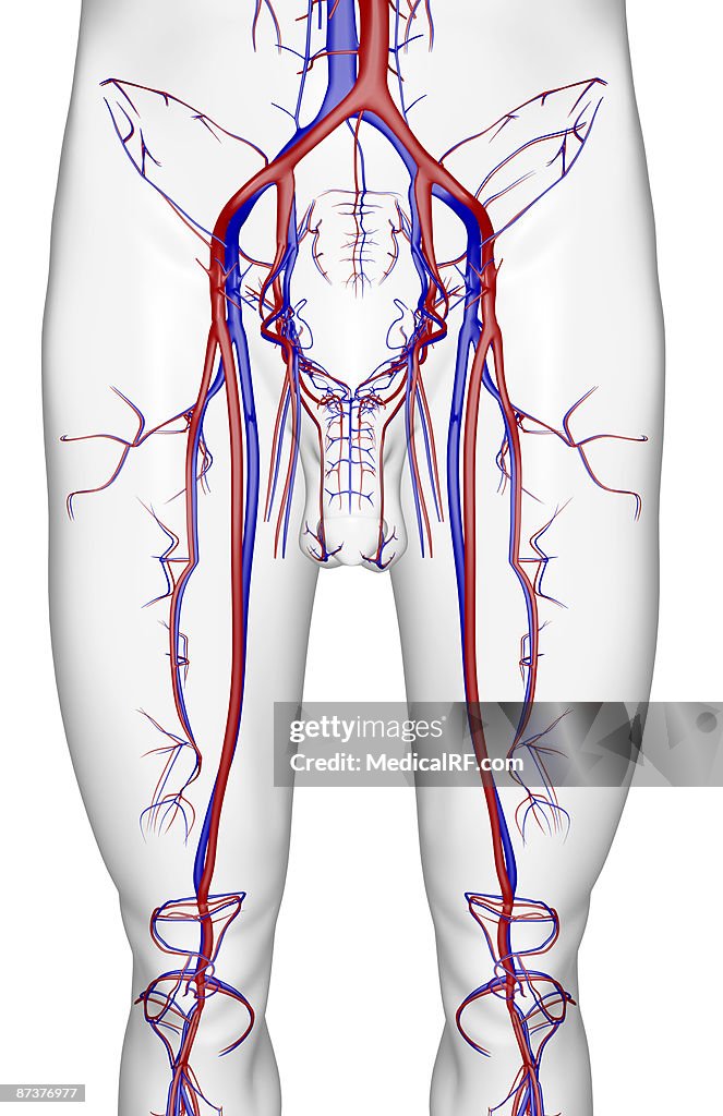 The blood supply of the lower limb
