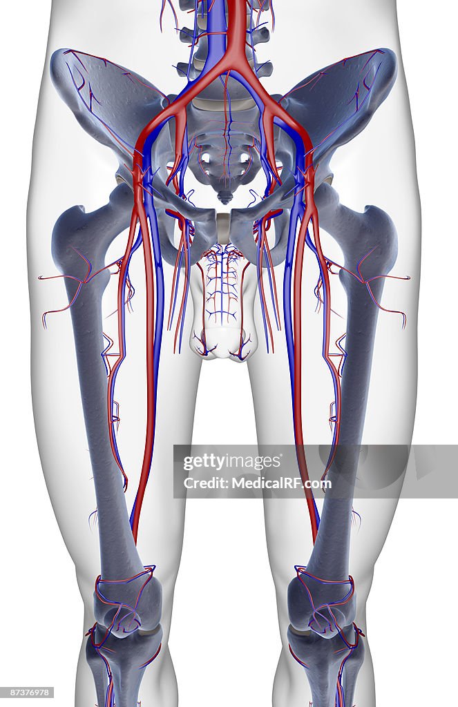 The blood supply of the lower limb