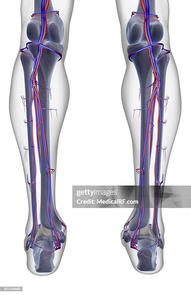 The blood supply of the leg
