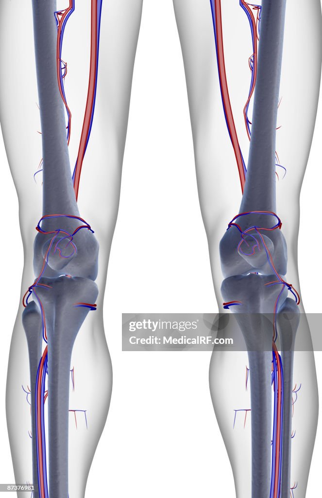 The blood supply of the knee