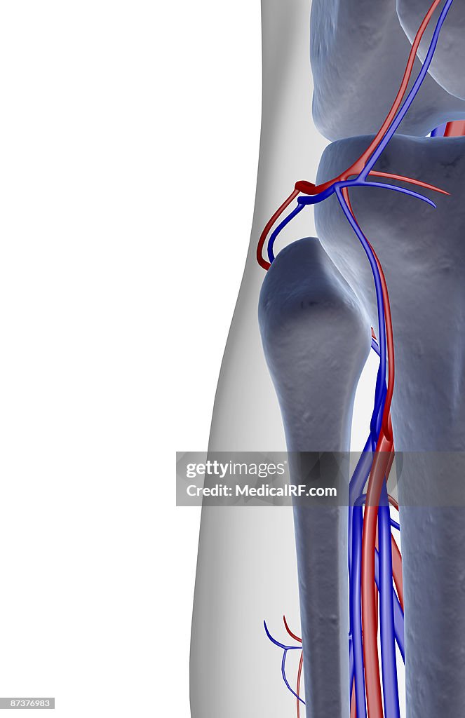 The blood supply of the knee