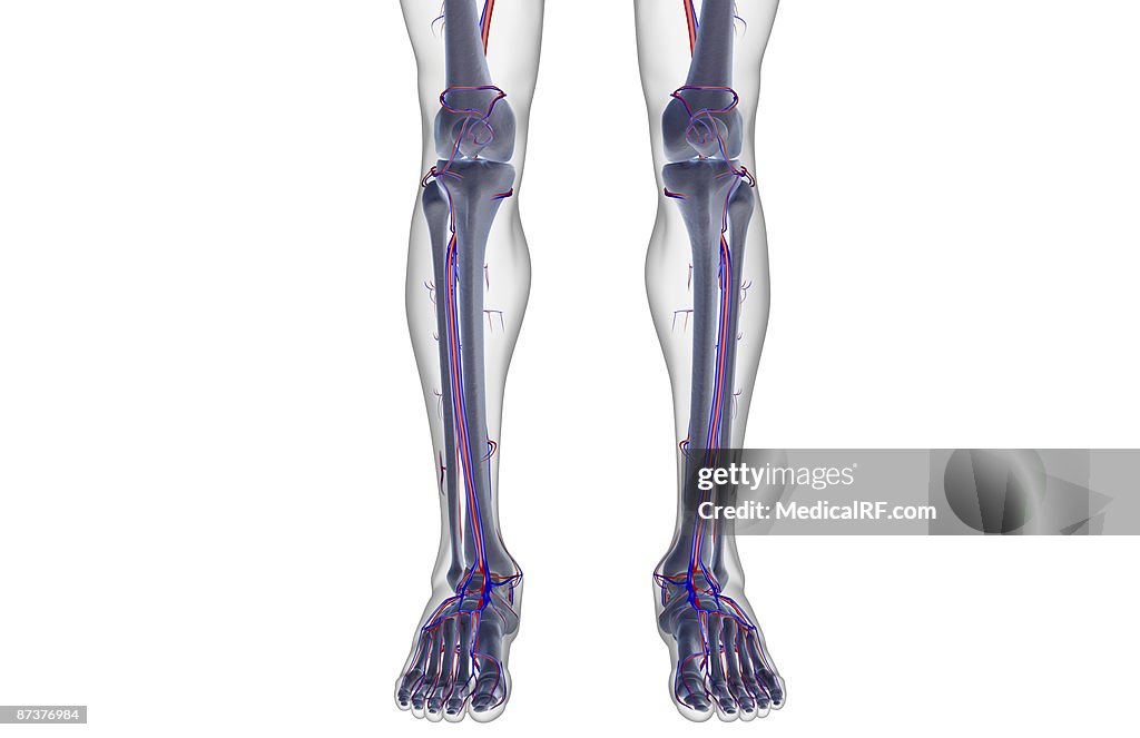 The blood supply of the leg