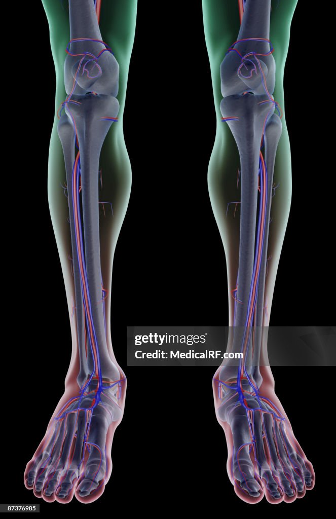 The blood supply of the leg