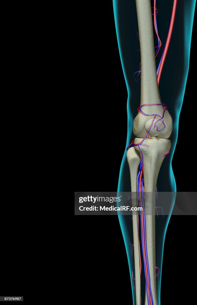 The blood supply of the knee