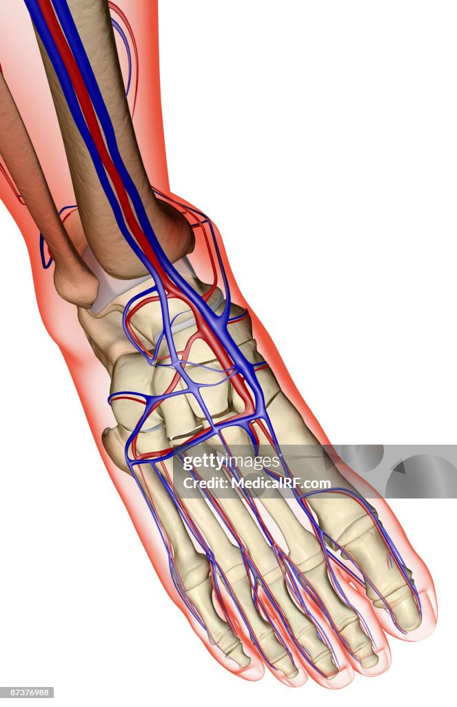 The blood supply of the foot