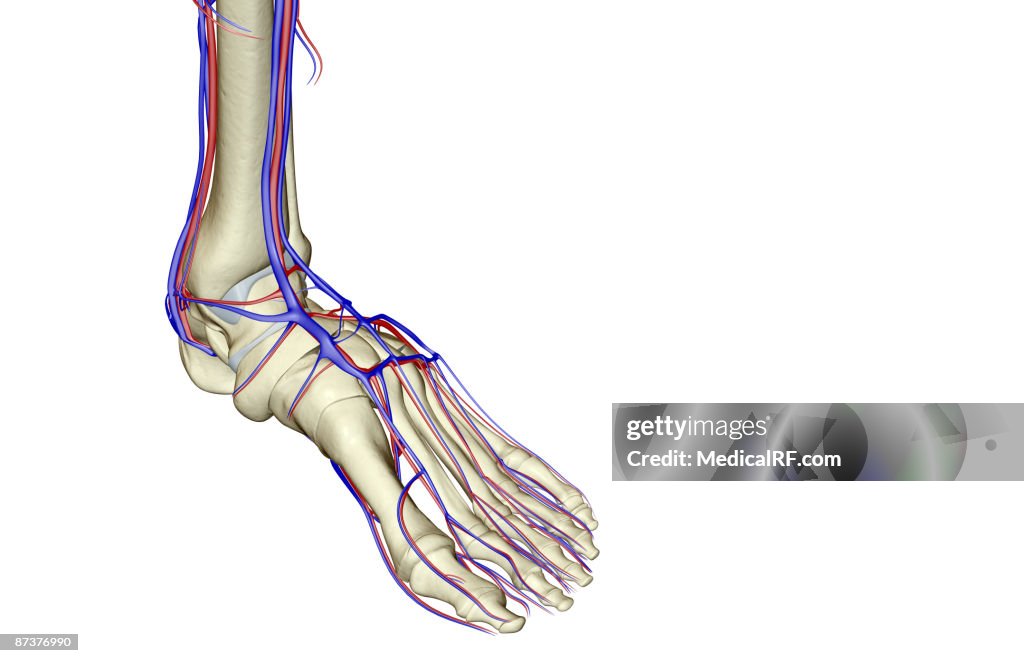 The blood supply of the foot