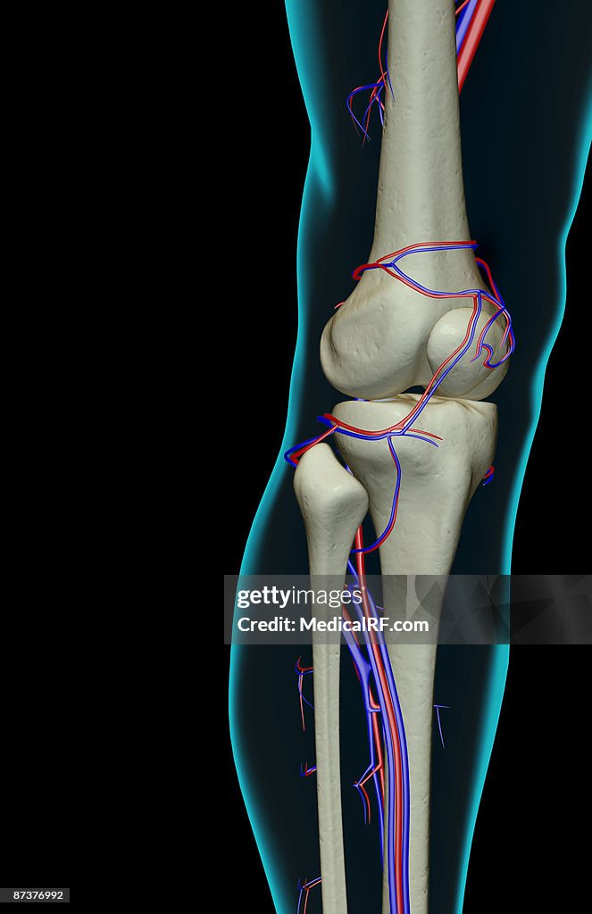 The blood supply of the knee