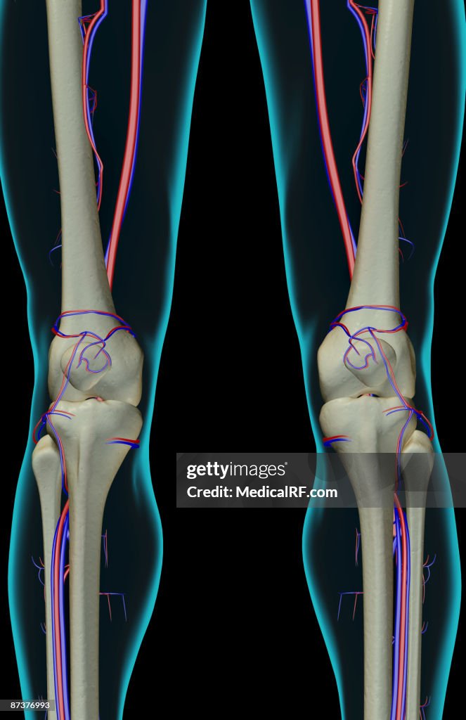 The blood supply of the knee