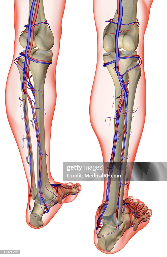 The blood supply of the leg