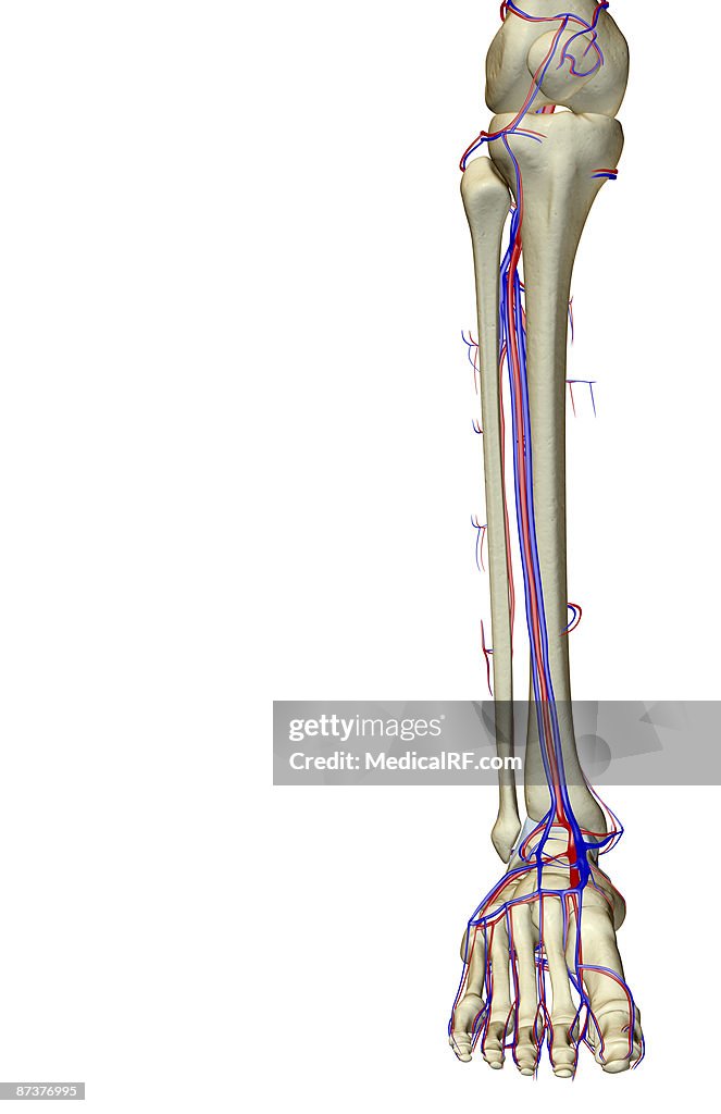 The blood supply of the leg
