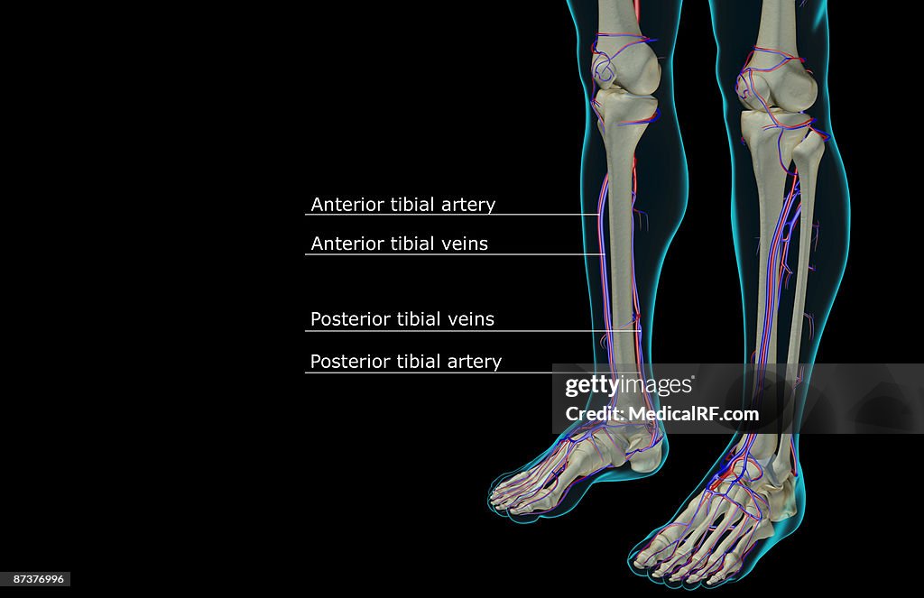 The blood supply of the leg