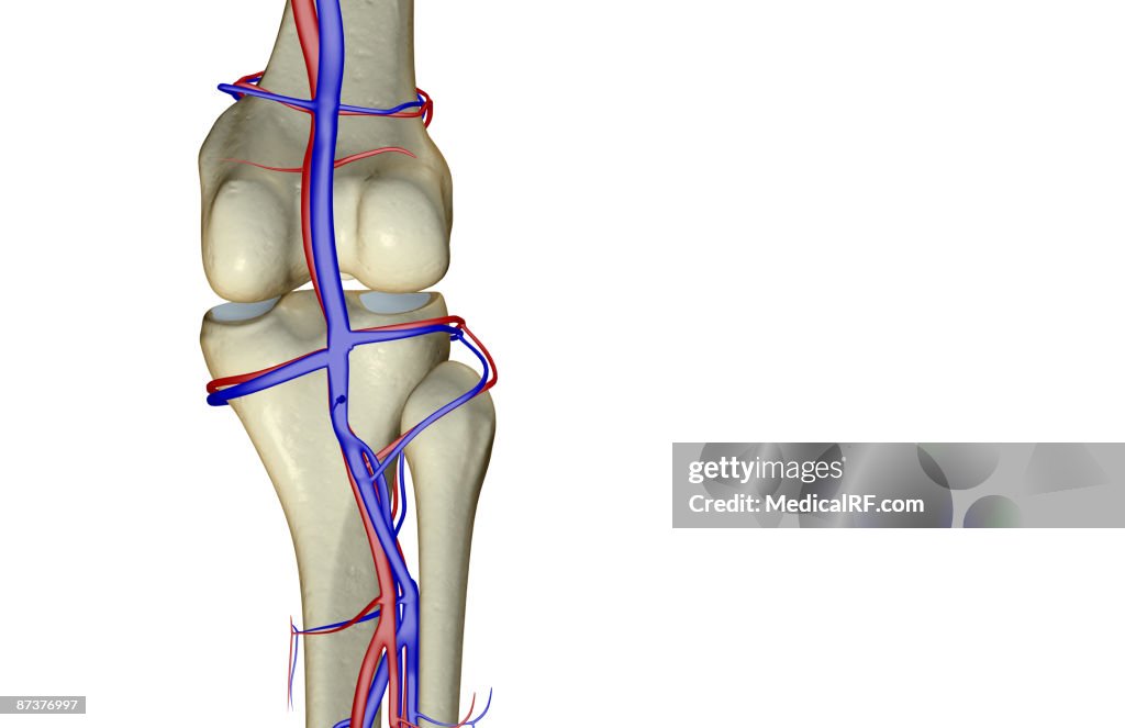 The blood supply of the knee