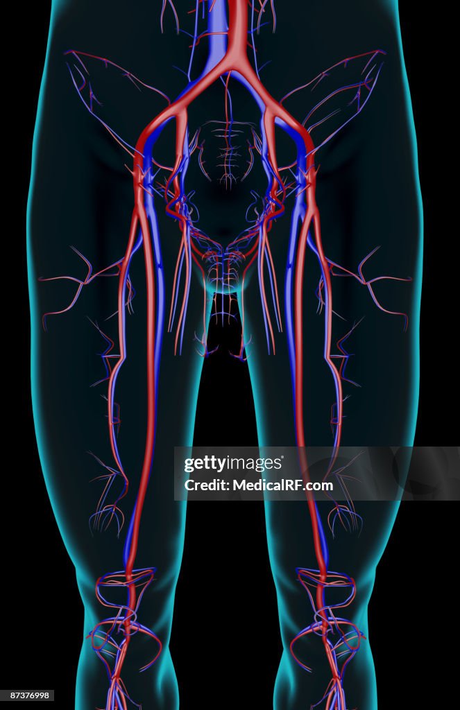 The blood supply of the lower limb