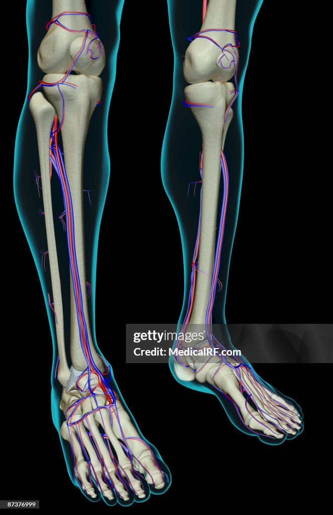 The blood supply of the leg