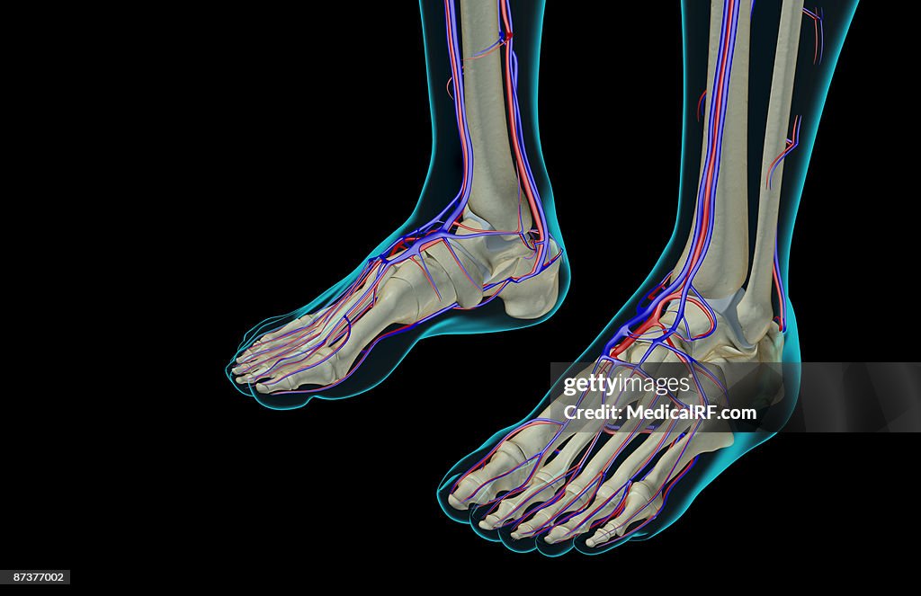The blood supply of the feet