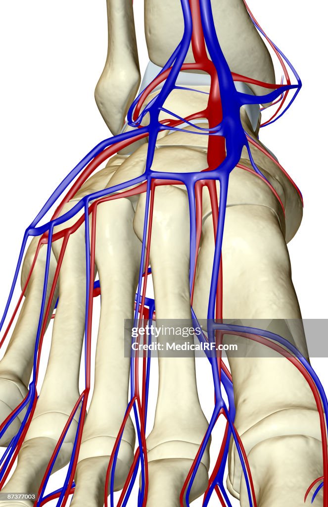 The blood supply of the foot
