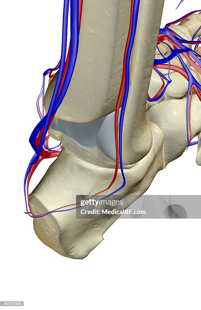 The blood supply of the foot