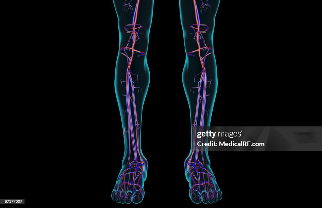 The blood supply of the leg