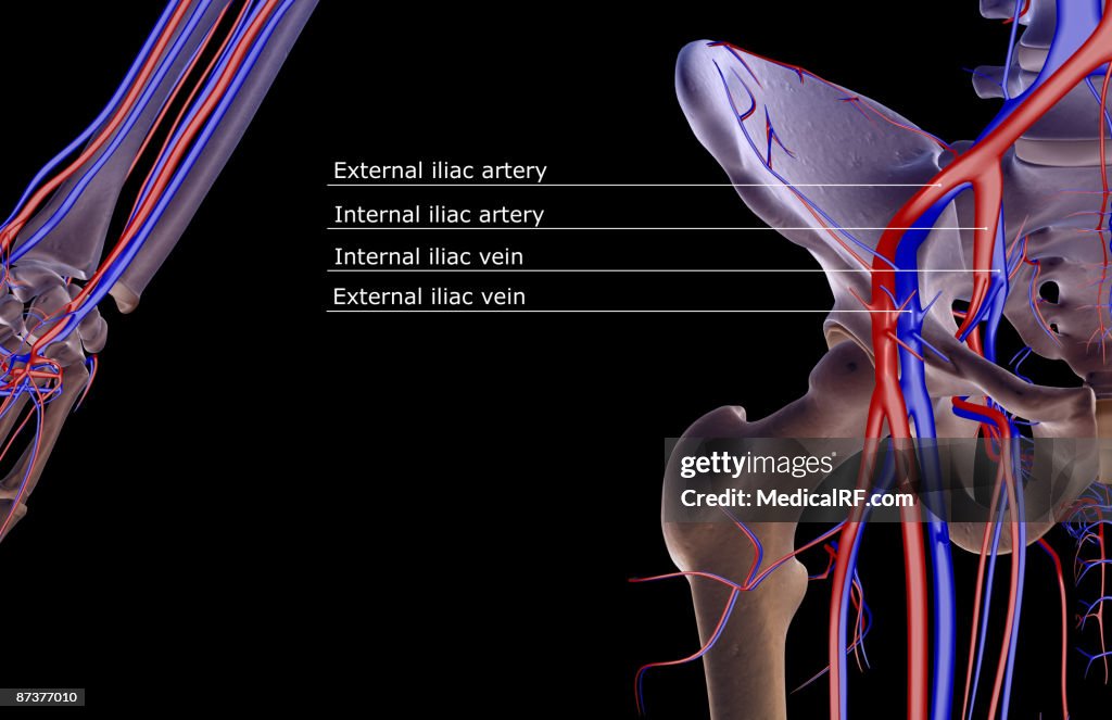 The blood supply of the hip