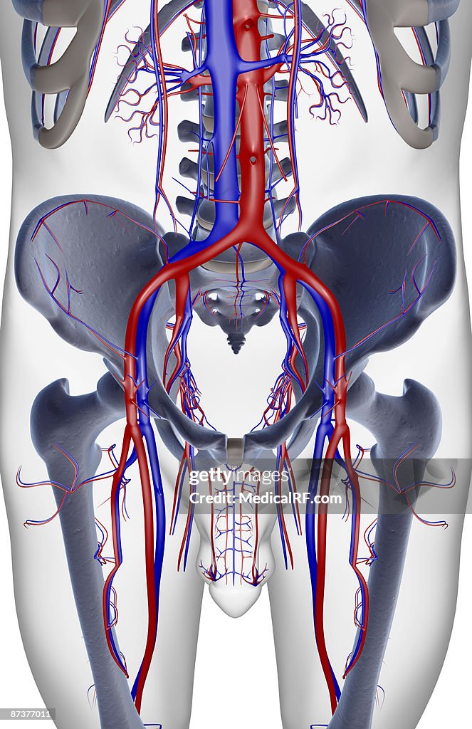 The blood supply of the pelvis