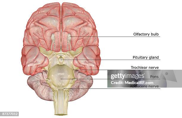 the brain - oculomotor nerve stock illustrations