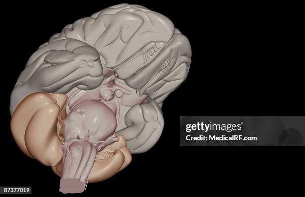 the brain - oculomotor nerve stock illustrations