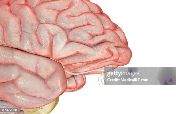 the brain - insular cortex stock illustrations
