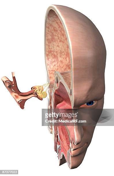 anatomy of the ear - ear drum stock illustrations