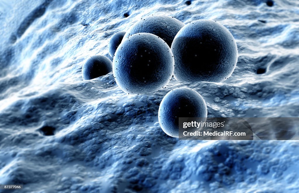 The structure of MRSA