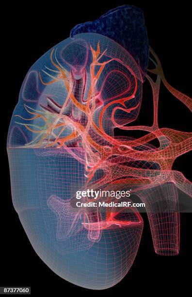 blood supply of the kidneys - renal artery stock illustrations