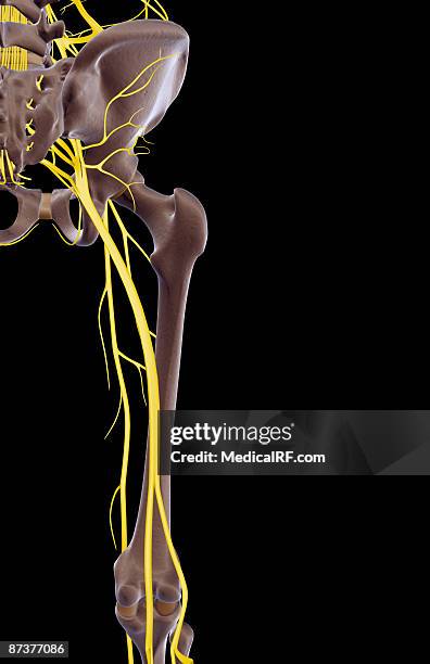 ilustrações de stock, clip art, desenhos animados e ícones de the nerves of the hip and lower limb - ciática