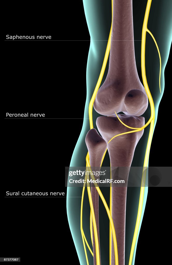 The nerve supply of the knee