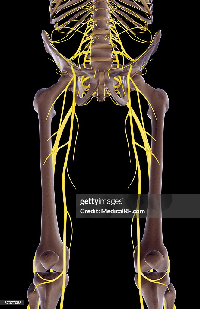 The nerves of the lower limb